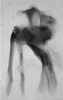 Leatettix laticornis Dirsh, 1956: lateral view of male aedeagus. (Otu).
