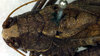 CollectionObject 1500370; d1c4b9ce-bb9f-42a6-bf42-f6be437e42f9: male pronotum and stridulatory area (syntype). (CollectionObject).