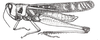 Rhammatocerus palustris Carbonell, 1988: Fig. 2. Male, habitus. (Otu).