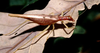 Neoxabea bipunctata (De Geer, 1773): female (Ashord, CT, USA). (Otu).