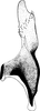 Stylus: !! display not done !! on Platymetopius (Platymetopius) undatus (De Geer, 1773): Stylus. (Observation).