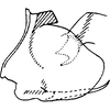 Pygofer, lateral view on Distantasca rokasa (Dworakowska, 1981): Genital capsule, lateral view. (Observation).