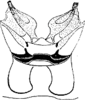 Abdomen, sternal apodemes, ventral view: !! display not done !! on Amrasca (Amrasca) splendens Ghauri, 1967: Sternal apodemes. (Observation).