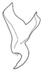 Stylus: !! display not done !! on Frequenamia venosulus (Berg, 1879): Frequenamia venosula, style. (Observation).