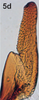 Stylus on Bretega declispiverpa Stiller, 2017: Stylus. (Observation).