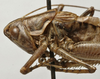 CollectionObject 1535993; 8c90b7ea-0f7a-492a-bd54-ceee962962ca: male head and pronotum, lateral view (syntype). (CollectionObject).