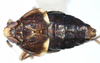Habitus, dorsal view: !! display not done !! on Pissonotus melanurus Van Duzee, 1917: (Observation).