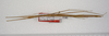 CollectionObject 1562588; 4aa43abe-e117-49aa-a08b-6cd3616300a5: copyright ZMUH, Hamburg. female (paratype). (CollectionObject).
