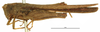 CollectionObject 1577263; OUM 701 3/5, aad87eba-03ff-446f-b9bb-5e7bf98e7dcb: male, lateral view (syntype of Acanthalobus longinotus). (CollectionObject).