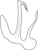 Aedeagus, lateral view on Anufrievia plana Yang & Zhang, 2018: Aedeagus, lateral view. (Observation).