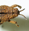 CollectionObject 1498703; ba0b4d5c-9422-4f32-9e56-630015aec536: male head and pronotum, dorsal view. (CollectionObject).