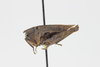 CollectionObject 1523240; 2af6b7d8-e849-487b-9206-0ec0113ffb6e: female, lateral view (holotype). (CollectionObject).