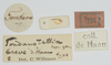 CollectionObject 1535339; 8c0f92b8-11c3-4469-a0b1-10c4c299d191: labels (holotype). (CollectionObject).