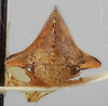 Head: !! display not done !! on Antianthe chichiana Funkhouser, 1943: (Observation).