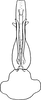 Aedeagus, ventral view on Arboridia (Arboridia) expansa (Zakhvatkin, 1946): Aedeagus, ventral view. (Observation).
