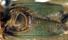 CollectionObject 1531454; 9e3eca0c-0aef-488f-9cb9-339db2edf0c8: male tegmina (lectotype). (CollectionObject).