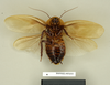 Blaberus discoidalis Serville, 1838: Copyright Natural History Museum, London. Paralectotype (adult male) of Blabera subspurcata Walker, 1868 in BM(NH). Ventral view. (Otu).