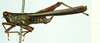 CollectionObject 1585890; de91a95c-4619-4162-8b40-ffcfbfd7a339: male, lateral view (syntype). (CollectionObject).