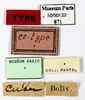 CollectionObject 1587415; MNHN(SF IMPORT DUPLICATE) MNHN-EP-EP871, c1891f28-110c-41b9-b2b0-b4d5190c69df: CC BY-NC-ND 4.0/MNHN - Depraetere Marion - 2014. Syntype, male, of cabrerae Bolívar, 1881. Specimen number: MNHN-EP-EP871. http://coldb.mnhn.fr/catalognumber/mnhn/ep/ep871. (CollectionObject).