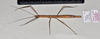CollectionObject 1597630; 6df43b93-5df6-4a26-a9cb-5a053f30b9e2: copyright QM. female, dorsal view (paratype). (CollectionObject).