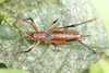 CollectionObject 1544734; ccaba8df-d1b2-47c4-b5a6-54f8248a5dec, cbt017s07: staged during day. female, dorsal view (paratype). (CollectionObject).