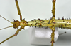 CollectionObject 1556960; 19b0694b-25c8-4afa-af0d-8ab59ee24aea: copyright MONZ, Wellington. female of synonym Acanthoxyla huttoni: head & thorax, dorsal view (holotype). (CollectionObject).