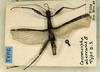 CollectionObject 1559306; a47641ed-51ed-4724-9847-e34672dbf13d: copyright CUMZ, Cambridge. male of synonym Cacomorpha aberrans (syntype). (CollectionObject).;CollectionObject 1559307; b9ca86f7-e772-4135-ae6a-5ace2645962d: copyright CUMZ, Cambridge. male of synonym Cacomorpha aberrans (syntype). (CollectionObject).
