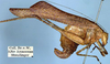 CollectionObject 1532279; dabf441d-7d96-4bf9-aa8c-20a448a305fc: female, lateral view (syntype). (CollectionObject).