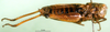 CollectionObject 1502707; 9666dc8d-85bf-48fe-8ae8-028e7e314755: female, lateral view (paratype). (CollectionObject).