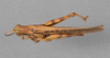 CollectionObject 1525073; 56279656-7e83-4d4e-b1da-e20c555e1ba1: male, dorsal view (holotype). (CollectionObject).
