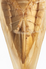 Sternite VII (female) on Colladonus cachellus Ball, 1937: (Observation).