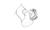 Maeacris aptera Ronderos, 1983: Fig. 7. aedeagus, lateral view. (Otu).