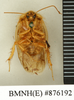 CollectionObject 1572933; ce299b7f-ca0b-4bd7-b1ba-b34db790070c: Copyright Natural History Museum, London. Non-type (adult male) in BM(NH). Ventral view. (CollectionObject).
