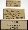Other on Athysanella (Athysanella) kanabana Ball & Beamer, 1940: Labels - Male. Labels for the male specimen. (Observation).