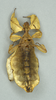 CollectionObject 1561243; 69ccad1a-6abc-4594-9b20-9f82b7c021b9: copyright UMO. female, ventral view (lectotype). (CollectionObject).