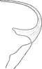 Aedeagus, lateral view: Aedeagus, lateral view. (Observation).