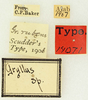 labels (holotype). Depicts CollectionObject 1476488; 5988912c-6f97-40eb-a6b4-e03eb01161f9, a CollectionObject.