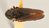 Habitus, dorsal view: (Observation).