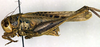 CollectionObject 1502672; 69eb7fc0-5aa3-4620-aac1-ed13ebfea639: male, lateral view. (CollectionObject).