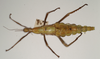 CollectionObject 1559890; 460ce897-92ad-479a-8af5-ca677354b80c: copyright OUMNH. female of synonym Diapherodes (Craspedonia) undulata (holotype). (CollectionObject).