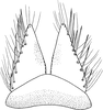 Subgenital plate: Subgenital plate. (Observation).