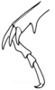 Heliaula rufa (Scudder, 1899): hind tibia. (Otu).