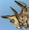 CollectionObject 1532956; 5c91349d-23fe-4c0e-a6ee-05441b5ba550: female, head and pronotum, lateral view (lectotype). (CollectionObject).