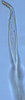 Stylus: !! display not done !! on Hebata (Hebata) fabalis (DeLong, 1930): (Observation).