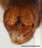 CollectionObject 1588352; e89cb9ff-a585-4f2e-bd23-88b195bb66b5: male abdomen tip, scale bar 2 mm. (CollectionObject).