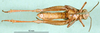 CollectionObject 1566927; b04bab87-2eb2-4247-a0ee-bd9194d5afbd: male, ventral view (paratype). (CollectionObject).