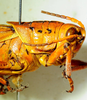 2012. male, head and pronotum, lateral view. Depicts CollectionObject 1564546; bc6fd94f-92f7-41cd-9a1a-7e71d50f5f7d, a CollectionObject.