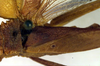 CollectionObject 1501983; 25ff719b-ef92-4180-bc68-dcb3c4536f5c: male, stridulatory area (lectotype of Mastighapha crassicornis). (CollectionObject).