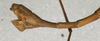 CollectionObject 1559359; 3cecb593-46c5-49e5-a813-14ce73d16f4f: copyright NMW, Vienna. male: end of abdomen, lateral view (syntype). (CollectionObject).;CollectionObject 1559360; a98f4d77-dfc2-446f-b95b-60ed4a55bcd7: copyright NMW, Vienna. male: end of abdomen, lateral view (syntype). (CollectionObject).