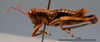 CollectionObject 1514668; MLP4141'', f0b2a038-4467-4c04-bd7b-64761fff6f7d: Image Cigliano, M.M. male, lateral view (paratype). (CollectionObject).